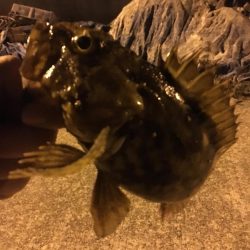 極寒のガシリングで6目釣り